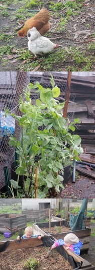 comm garden collage 2